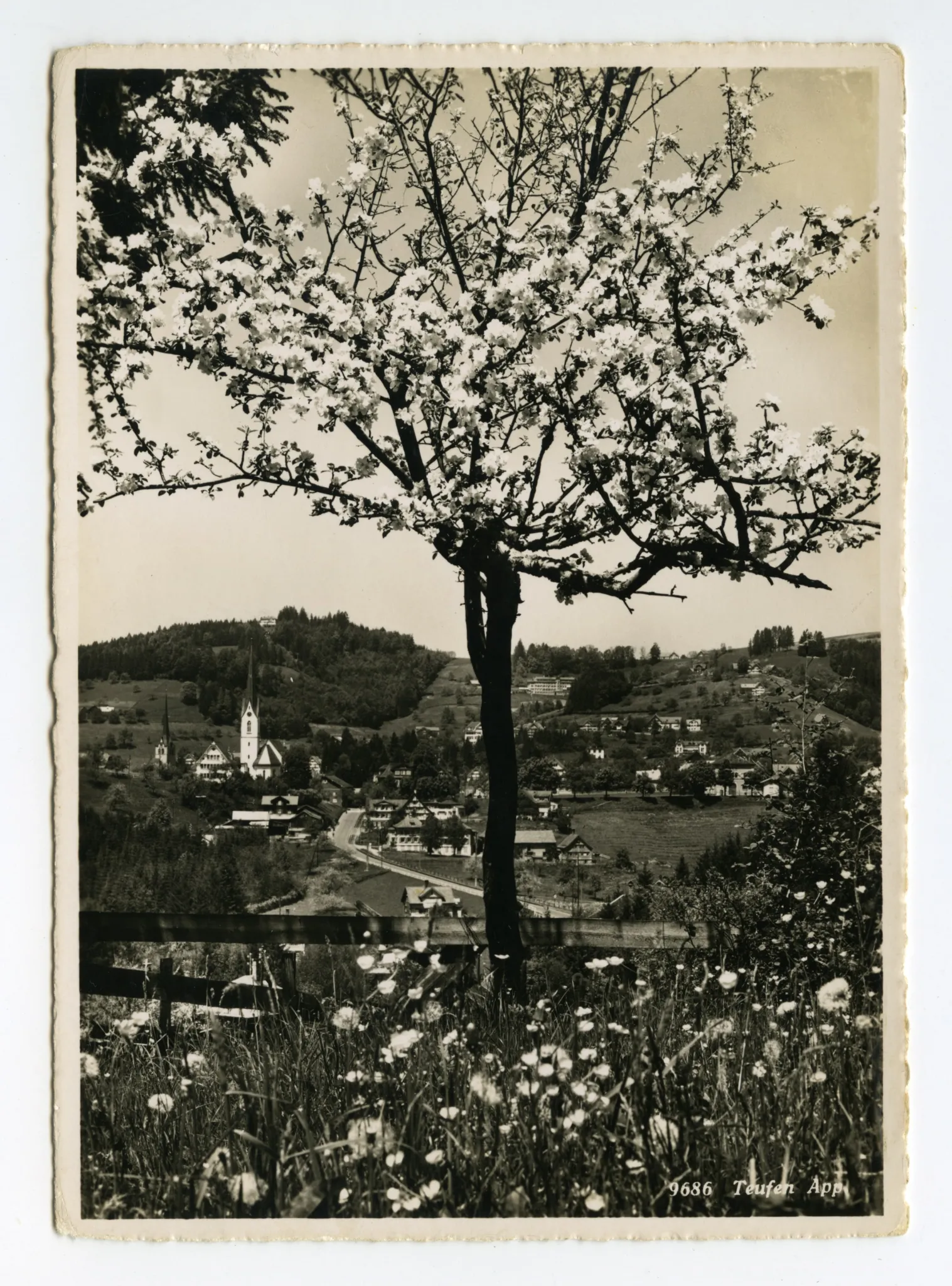 Vordergrund: blühender Obstbaum (Leimensteig?), Sammelbüel. Mit beiden Dorfkirchen, Krankenhaus, Bad Sonder. Blick zu Frölichsegg, Schäflisegg (vgl. Hc.16-15)