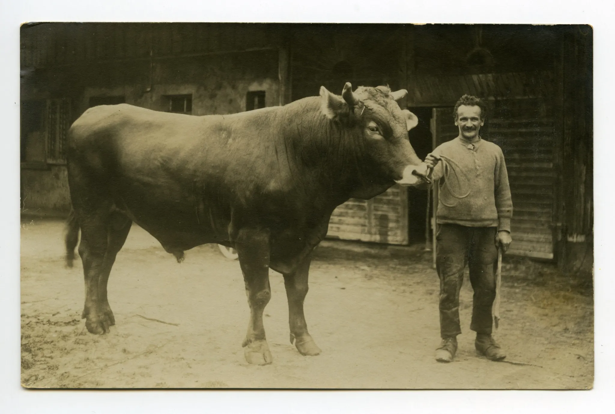 Landwirt mit Stier