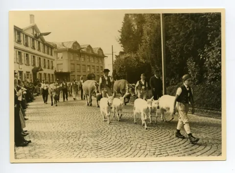 Gruppe der Sennen begleitet von Kühen und Ziegen auf der Hauptstrasse, im Hintergrund Druckerei Kunz