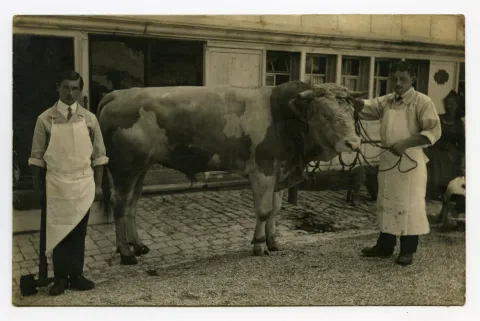 mit einem Stier